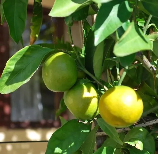 Medusa Μακάρσκα